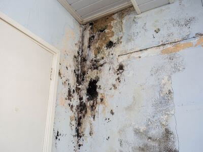 About Randall Black Mold Removal - black mold removal experts in Randall