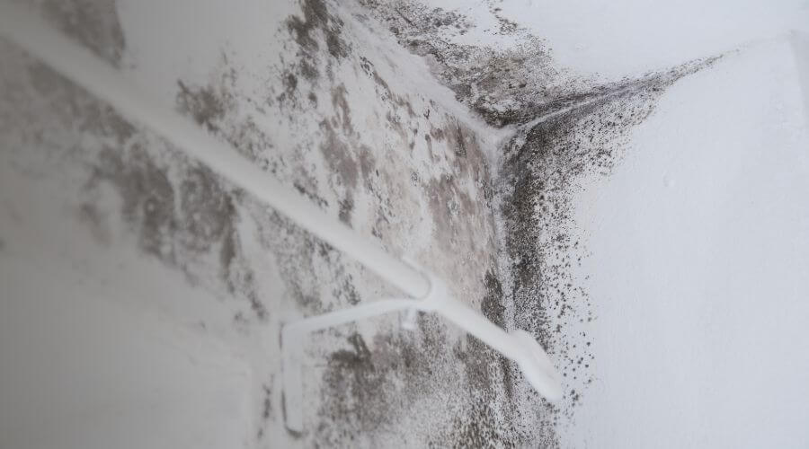 Why choose Randall Black Mold Removal for black mold removal in Randall